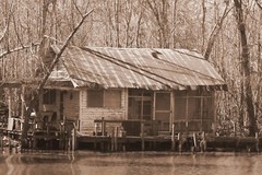 Swamp scenes from around the Lake Verret area in Labadieville, Louisiana.