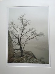 BRUCE BLUM SIGNED SEPIA Photo Print (19″X 24 “)-“Tree on Ledge”