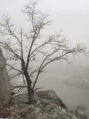 BRUCE BLUM SIGNED SEPIA Photo Print (19″X 24 “)-“Tree on Ledge”