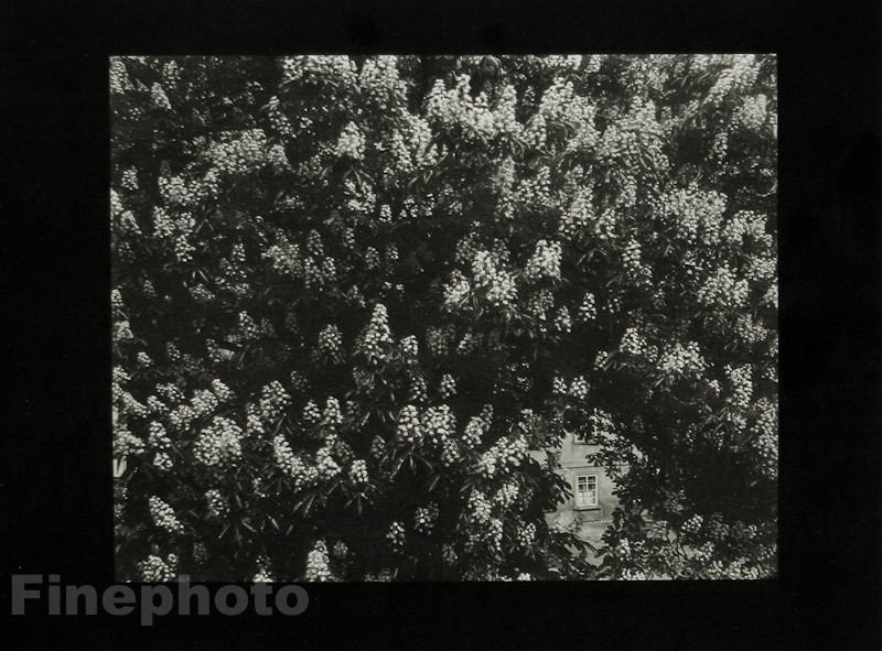 1959/78 JOSEF SUDEK ~ Vintage Czech Photo Gravure ~ FLOWERS Labyrinth Prague Art