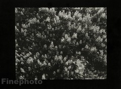 1959/78 JOSEF SUDEK ~ Vintage Czech Photo Gravure ~ FLOWERS Labyrinth Prague Art