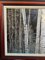 Thomas Mangelsen “White River Aspens” 32×100 Museum Frame Limited Edition775/950