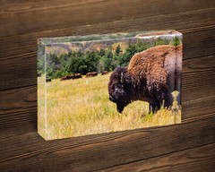 Buffalo photography wall art hanging photo nature pictures western home decor