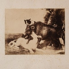 Boar Hunting Hunting Dogs Old Photograph Reproduction After Cesar Vallati 1899