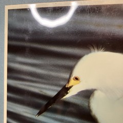 VTG Snowy Egret Sea Bird Art Photography Matted Signed By Artist Beach Decor