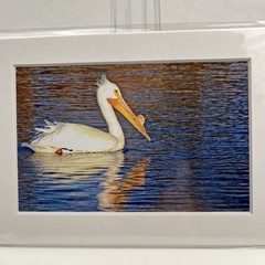 White Pelican Sea Bird Art Photography Matted 7×5 Inch Beach Decor Brauer