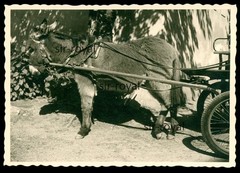 Vienna 1961 – Donkey in Schönbrunn Zoo – Austria 1960s – Photo 10x7cm