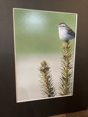 Bird Photograph 5×7 Print In 8×10 Mat. Photo And Mat Only. Bird Photo, Wall Art