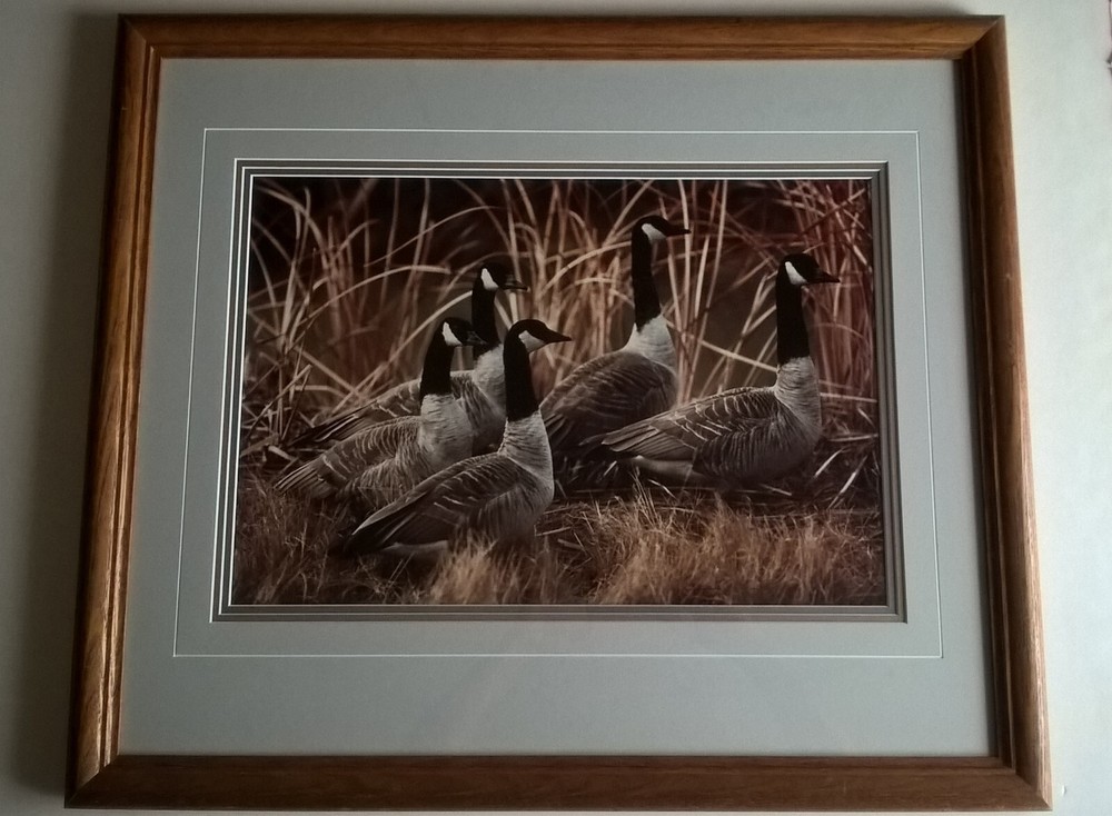 Thomas Mangelsen Framed Photograph Art Print Canada Geese In Reeds Denali Alaska