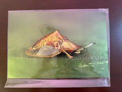 8×12 Tortoise Beetle Metal Wall Art Sheer Satin Wildlife Photography