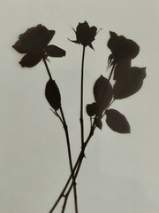 Medical Photography X-Ray Vintage Bouquet Of Roses Alain Pol Kodak