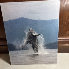 8 X 10 1/4 Photograph On Cardboard Clover Passage Alaska Humpback Whale lmt v015