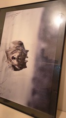 wolf picture framed