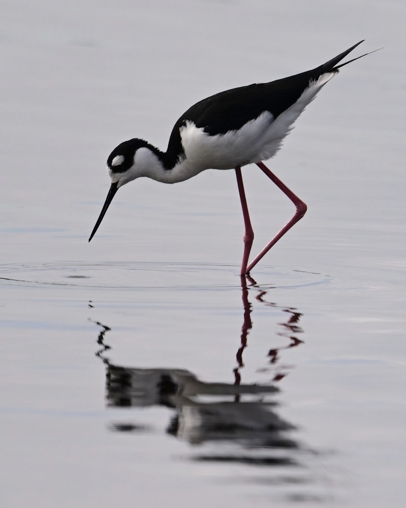 Color photographic print of a black-necked stilt and its reflection (13×19)
