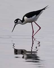 Color photographic print of a black-necked stilt and its reflection (13×19)