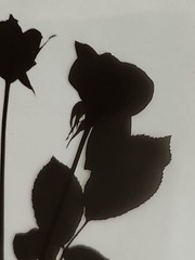 Medical Photography X-Ray Vintage Bouquet Of Roses Alain Pol Kodak