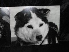Alaska Iditarod Dog Sled Race 1985 Jim Brown Signed Mounted Set 6 Photos
