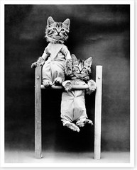 1914 Acrobatic Kittens Cats Dressed In Clothes Silver Halide Photo