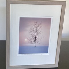 Nick Zungoli Winter Photograph Artist Proof Sun Snow Tree Signed Framed 1985 A/P