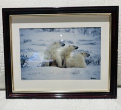 Mike Kelly Framed Limited Edition Photograph Polar Bears in Snow Signed 16/1200