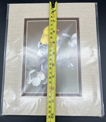 Original Photography of Birds Signed Greg Ledermann Cardinal Blue Jay Goldfinch