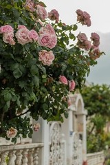 Digital Image Picture Photo Pic Wallpaper Background Branch Of Pink Roses Garden
