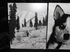 Alaska Iditarod Dog Sled Race 1985 Jim Brown Signed Mounted Set 6 Photos