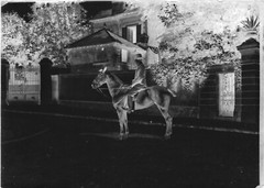 Vintage Photo Glass Plate Negative 13X18 Cm Man With Hat Horse