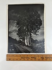 Vintage Lrg Black & White Photograph Photography Print White Birch Trees Nature