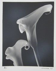 Signed 8×10” b&w photograph Calla lilies follower of Mapplethorpe