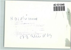 40101646 – 4473 Hazeluenne Paper Sehrbrock