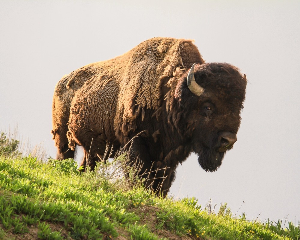 Bison Buffalo Yellowstone National Park 8″x10″ Photograph Print 8×10