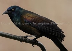 Original ACEO photo fine art print 2.5 x 3.5″ IRIDESCENT GRACKLE WING black bird