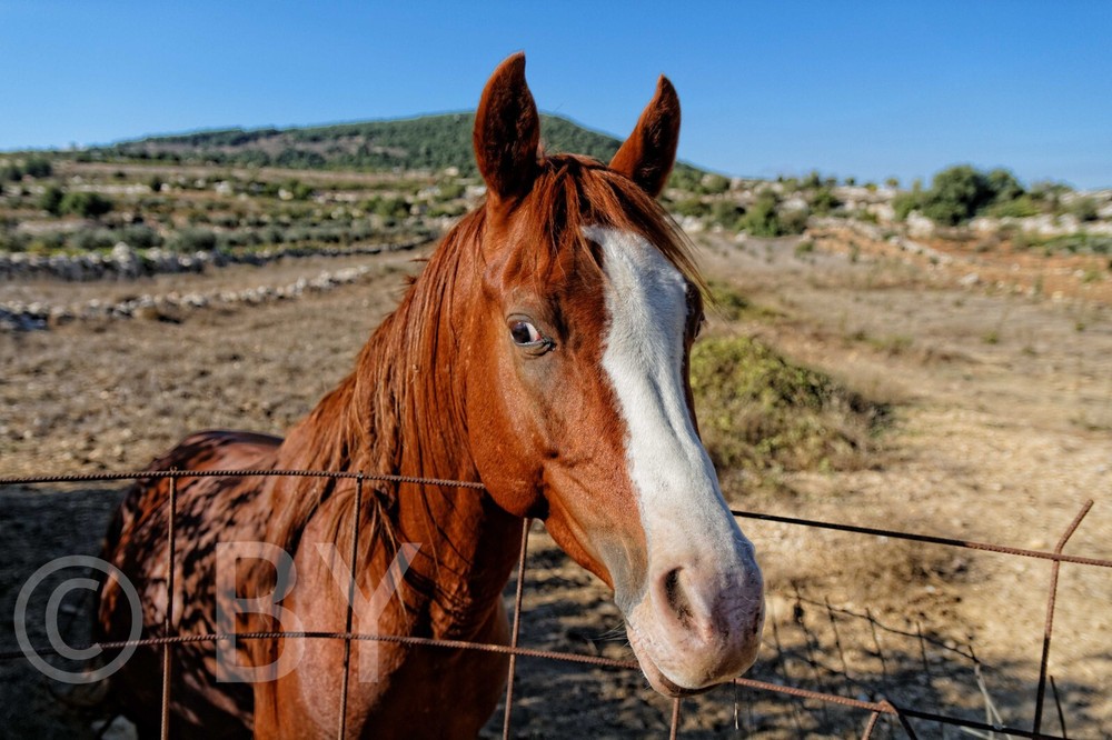 Photo Digital Product Illustration. Smart Horse, Israel.
