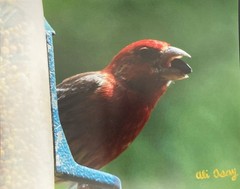 8×10 Bird Photography Matte Print Colorful Male House Finch Eating PRINTONLY