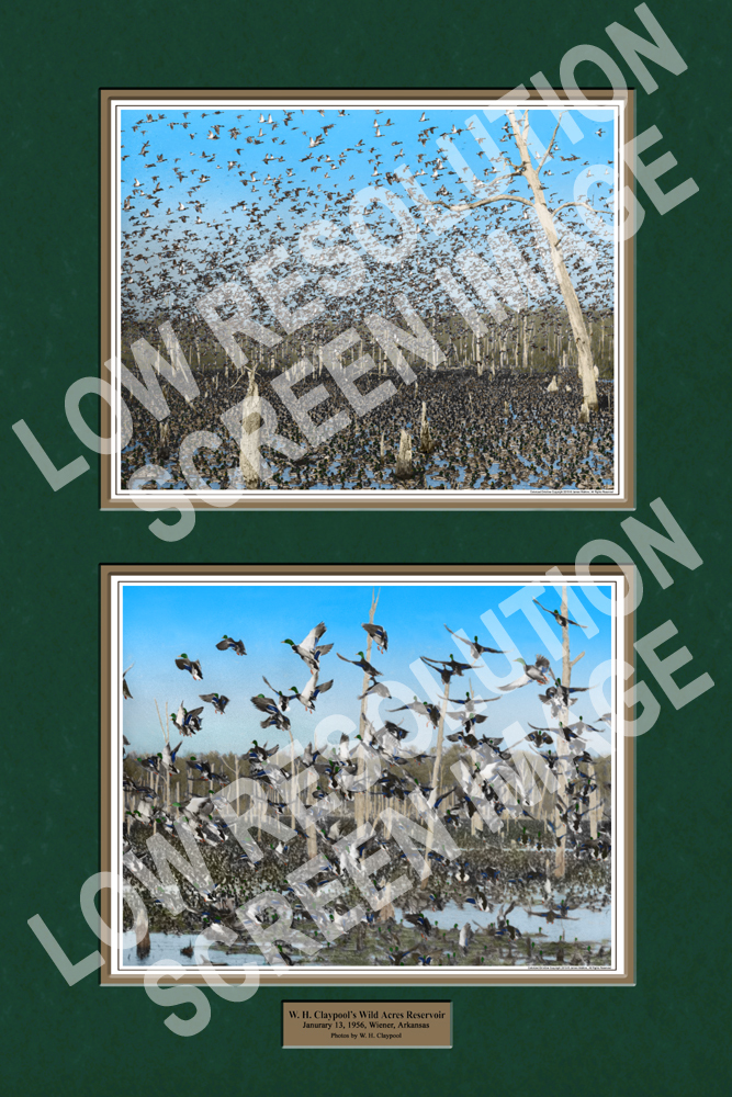 24×36″ Claypool Ducks Wild Acres Reservior Print (Colorized Version)