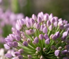 Digital Image Picture Photo Pic Wallpaper Purple flower Tulips Nature