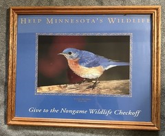 Eastern Bluebird (Sialia sialis) Framed Photo for Helping Minnesota’s Wildlife