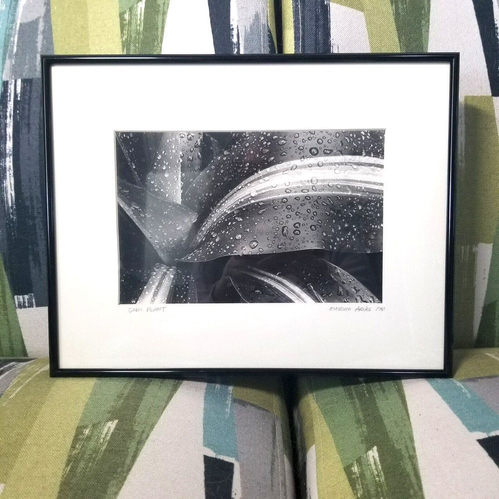Vtg Black & White Corn Plant Photograph By Artist Matted Signed Dated And Framed