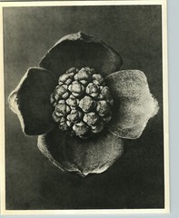 1942 Original BOTANICAL PLANT Flowering dogwood Flower Photo Art KARL BLOSSFELDT