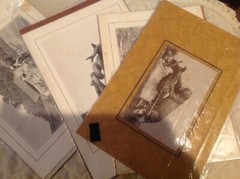 Vtg Antique Africa Photographs Signed J K Nature Leopard Snake Buffalo Swahili 4