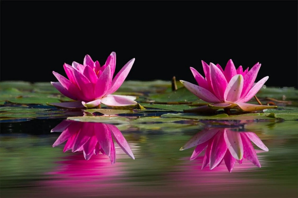 Digital Image Picture Photo Pic Wallpaper Background Two Lotus Flowers Pink 55