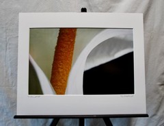 Original Photography Art Print “Calla”