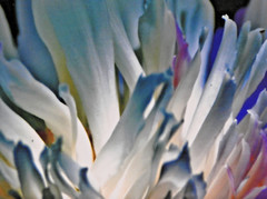 Perfect #16 of 250 18″x24″ Color Photograph Professional Frame Mat Flower