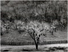 1951 1990s Ansel Adams Oak Tree Sonoma County Hills California Large Art Photo