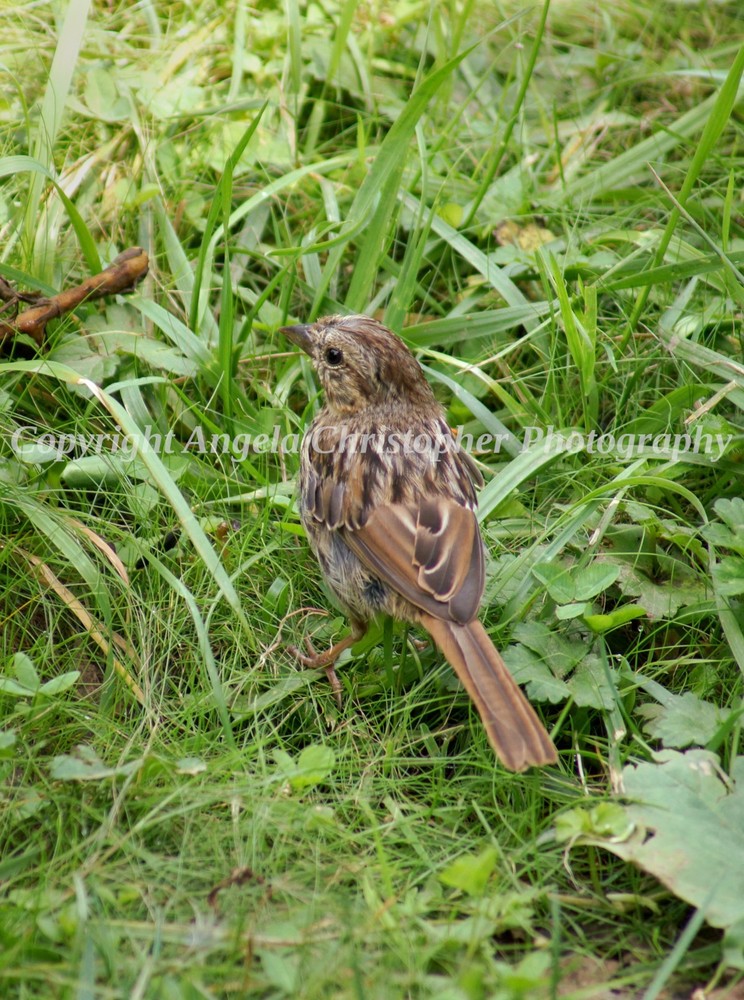 Original ACEO photo fine art print 2.5 x 3.5″ LINCOLN’S SPARROW small brown bird