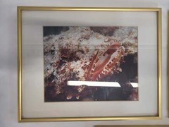 Underwater Photography Framed Prints by Vince Matulewich, set of 3
