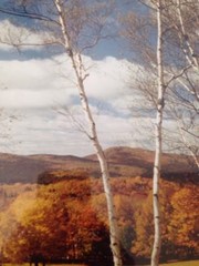 Vermont Autumn Fall Foliage Birch Tree Mountains Gilt Framed Matted Photograph