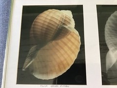 William Conklin Tonna Galea Seashell & X-Ray Photo Framed & Signed Lot 2