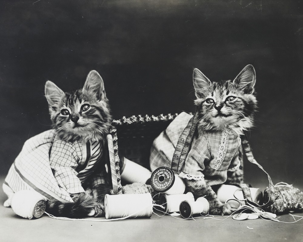 cat kitten kitty art print Harry Whittier Frees 8×10 vintage photo picture #5